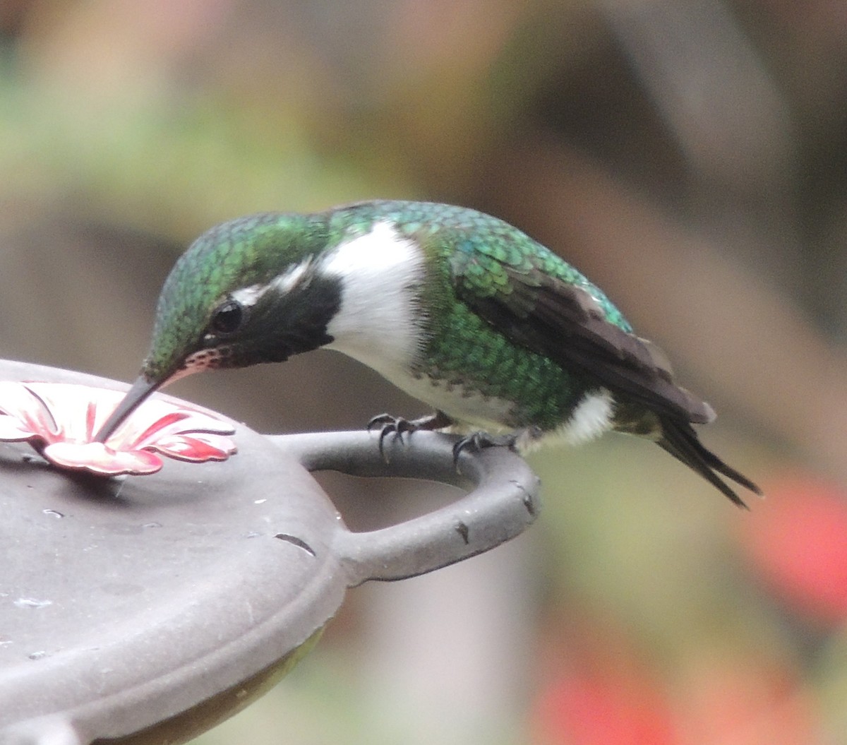 シロハラチビハチドリ - ML644460170