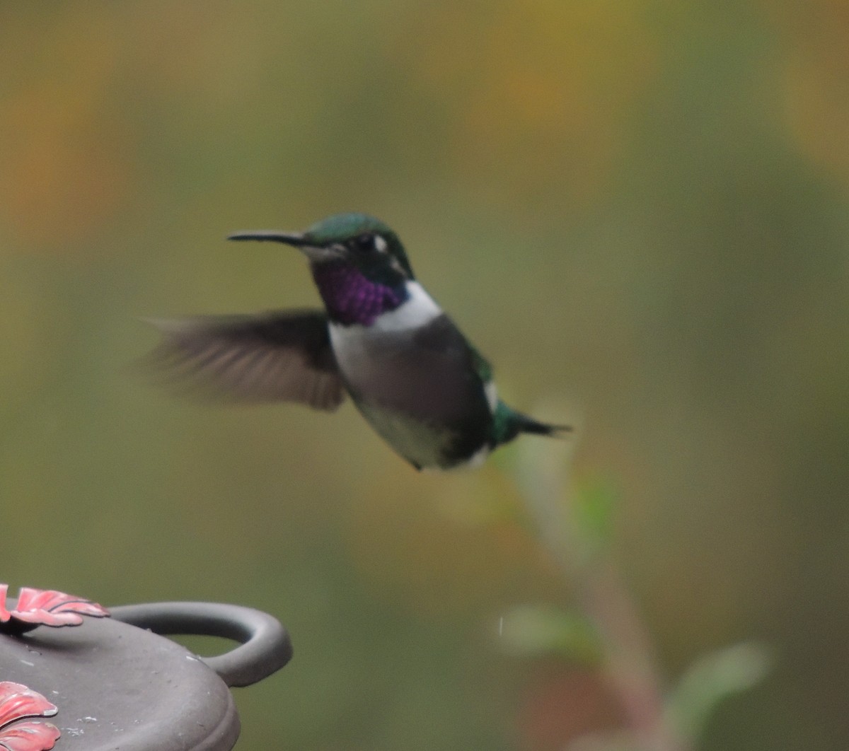 シロハラチビハチドリ - ML644460171