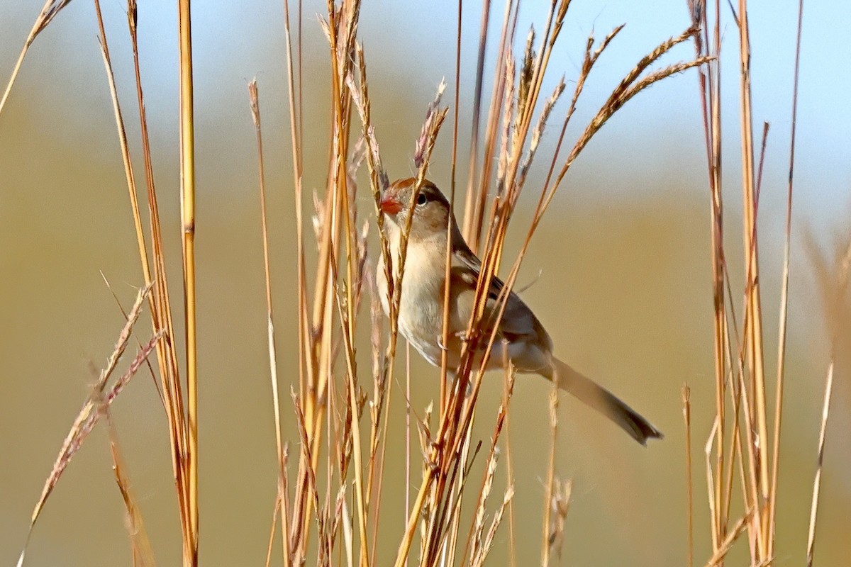 markspurv - ML644460172