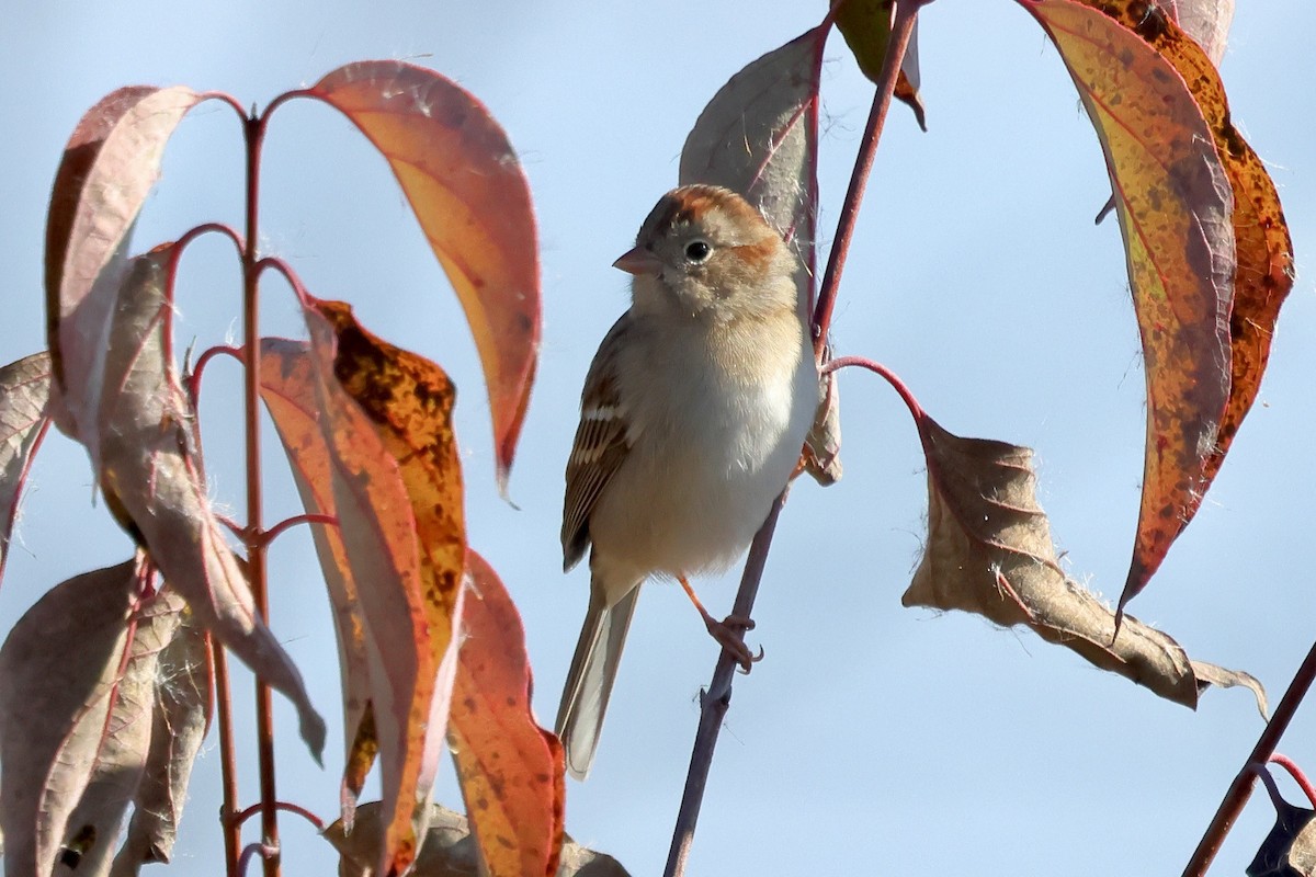 Field Sparrow - ML644460185