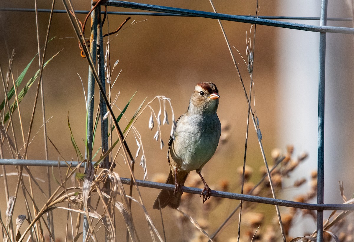 strnadec bělopásý - ML644460188