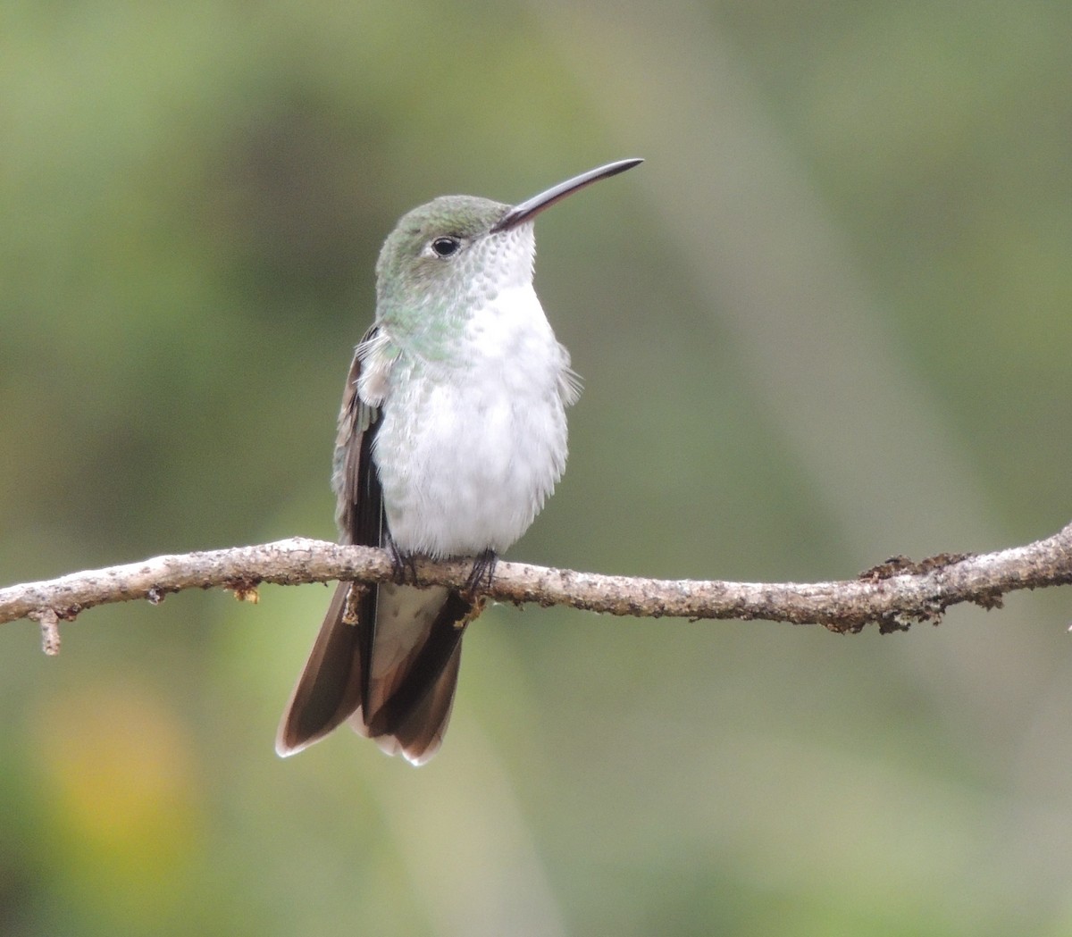Green-and-white Hummingbird - ML644460190