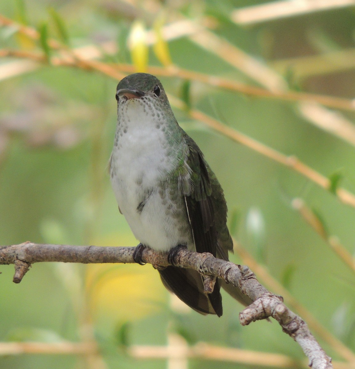 Green-and-white Hummingbird - ML644460191