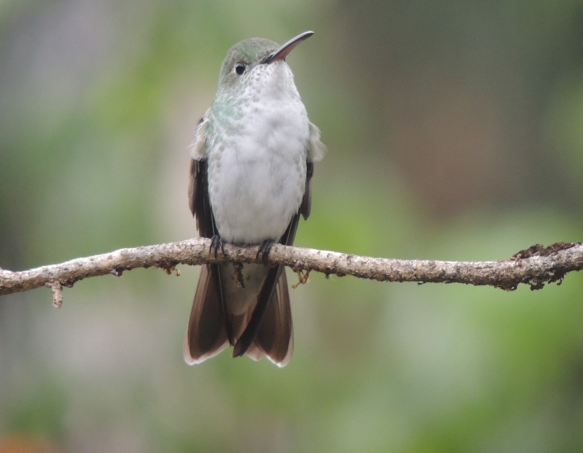 Green-and-white Hummingbird - ML644460192