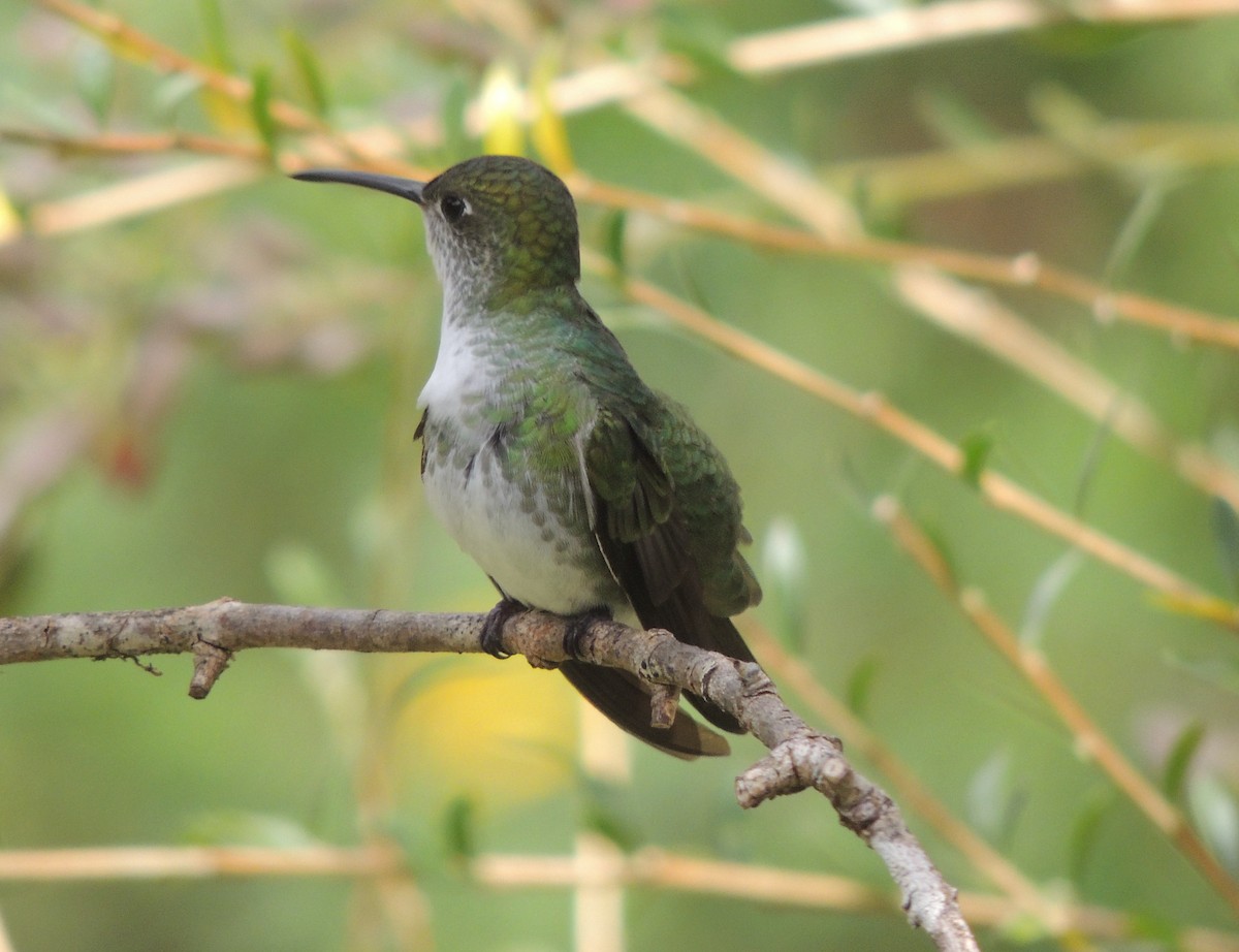 Green-and-white Hummingbird - ML644460193