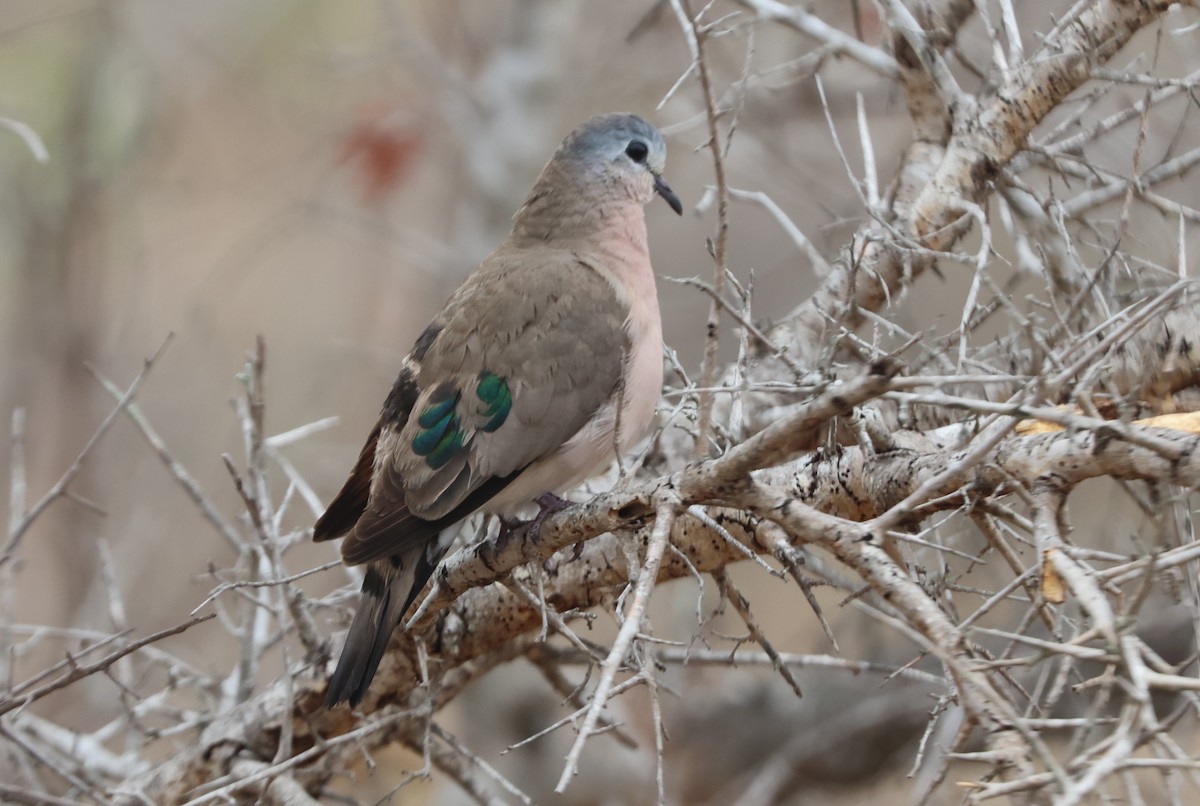 Emerald-spotted Wood-Dove - ML644460195