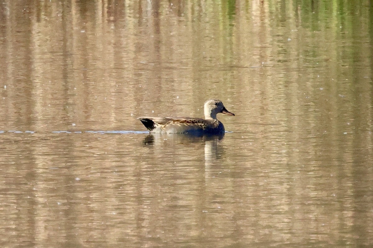 Нерозень - ML644460206
