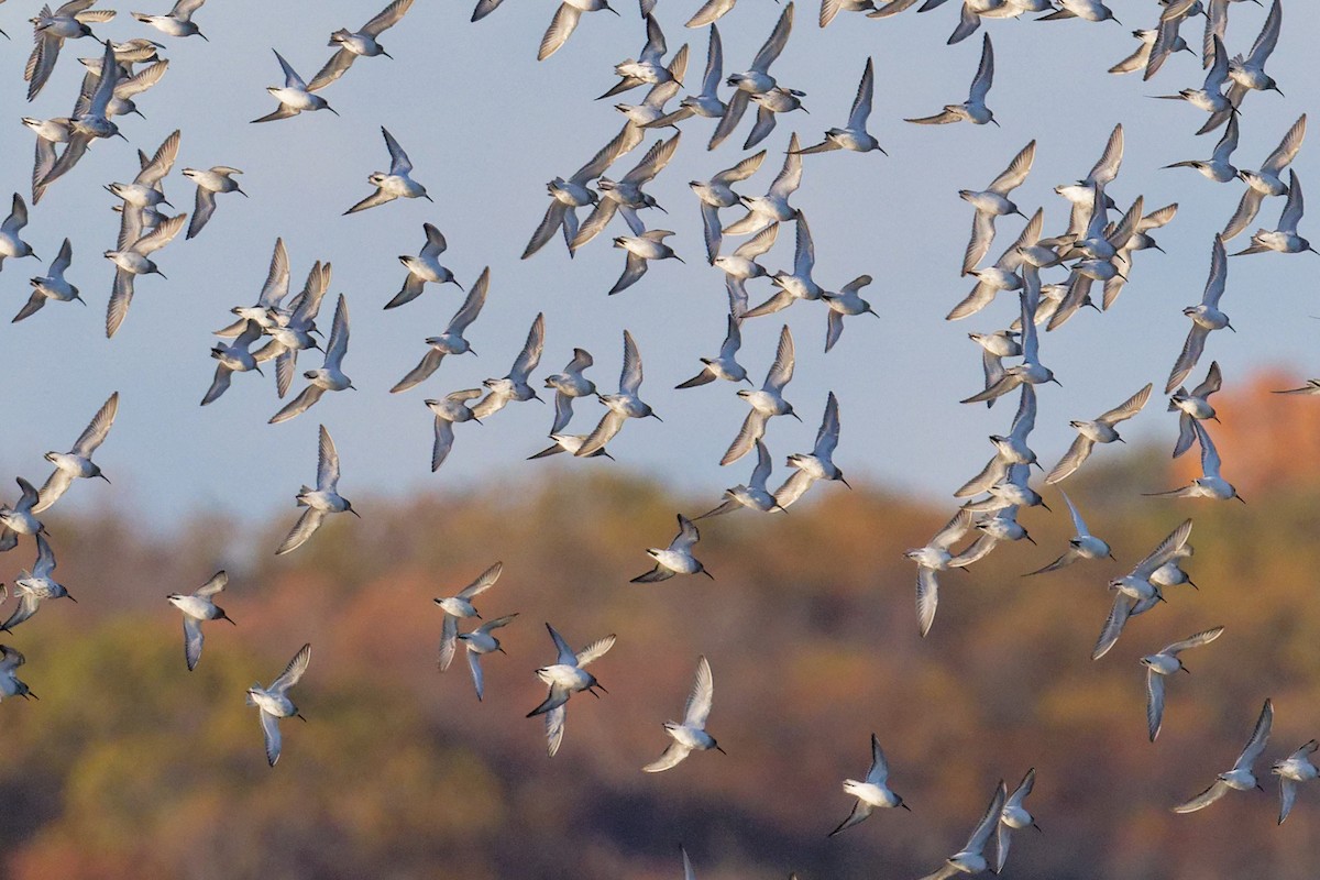 jespák obecný - ML644460216