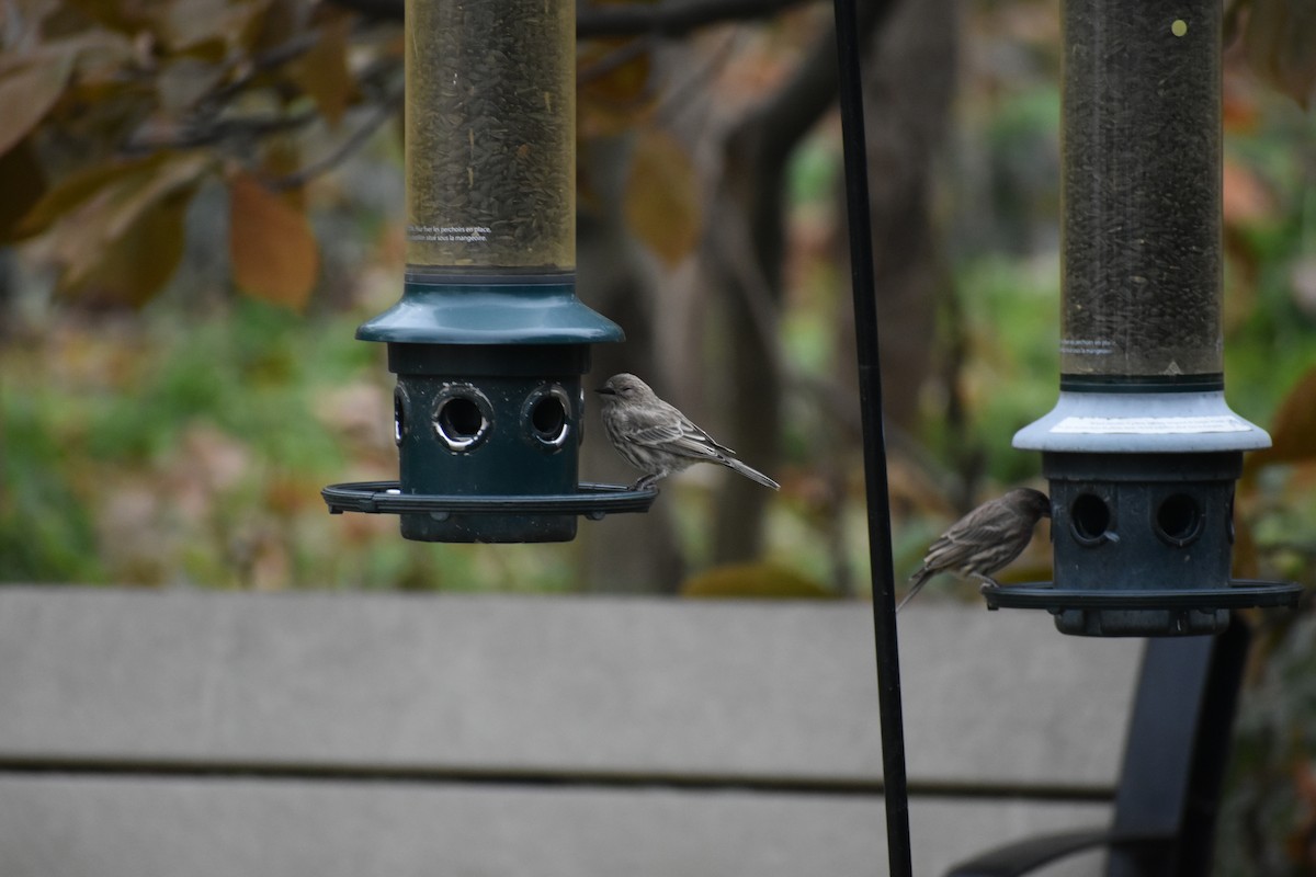 House Finch - Jean Gaudreault
