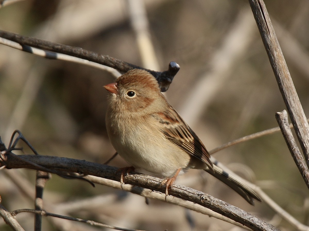 Field Sparrow - ML644460231