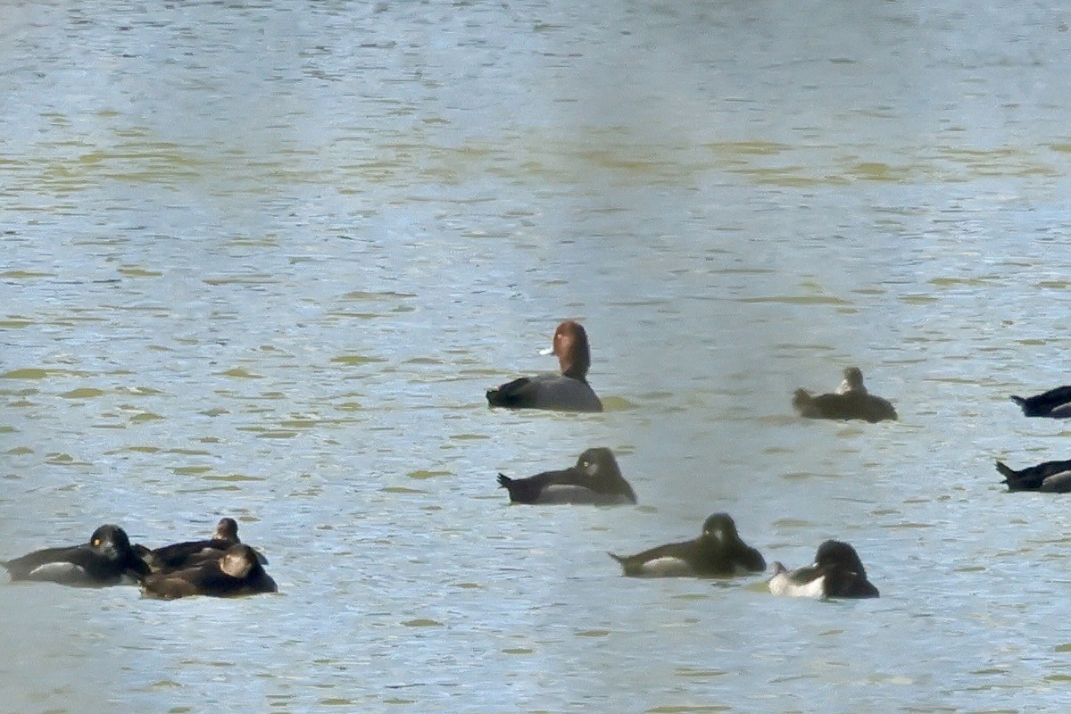 Redhead - ML644460234