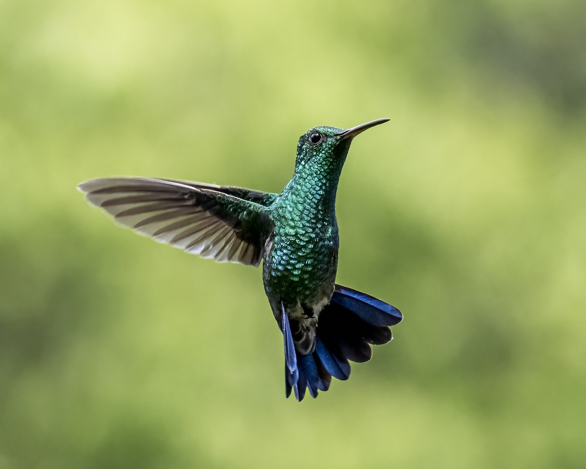 kolibrík ocelovořitý - ML644460236