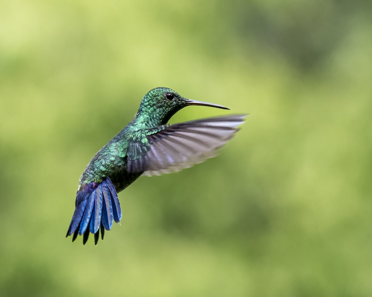 kolibrík ocelovořitý - ML644460237