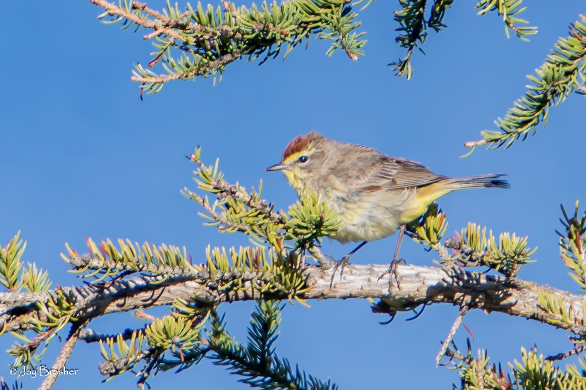 Palm Warbler (Western) - ML644460239
