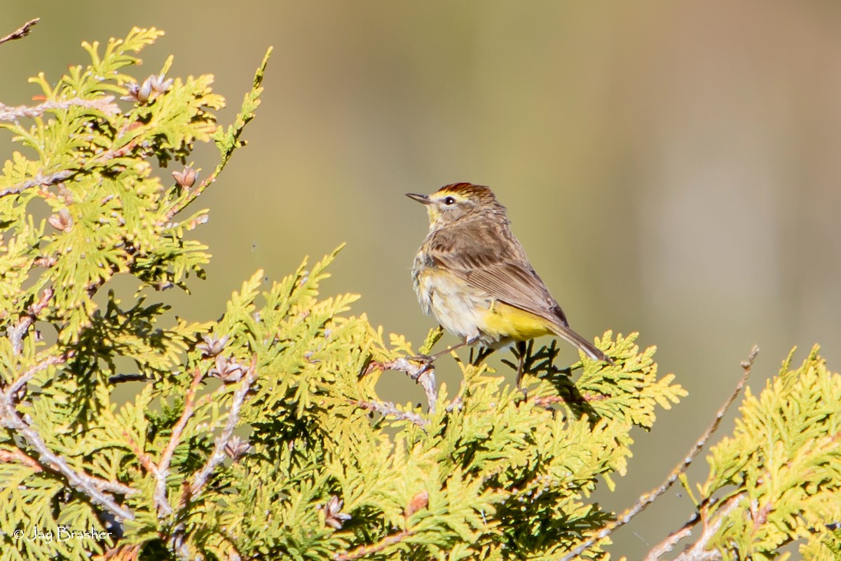 Palm Warbler (Western) - ML644460240