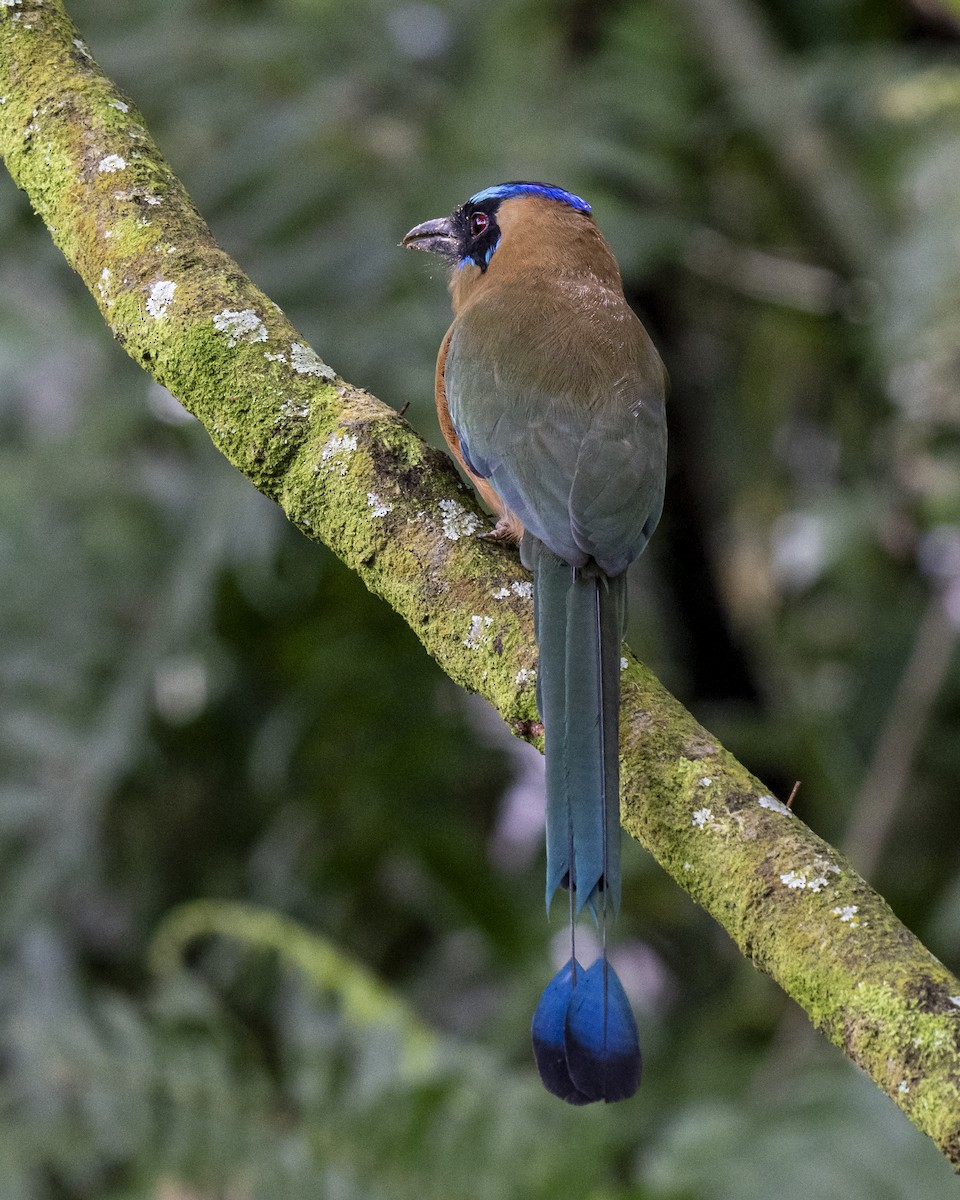 Whooping Motmot - ML644460249