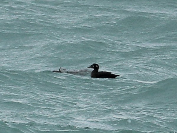 Macreuse à front blanc - ML644460253