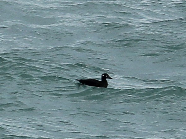 Macreuse à front blanc - ML644460254