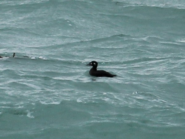 Macreuse à front blanc - ML644460255