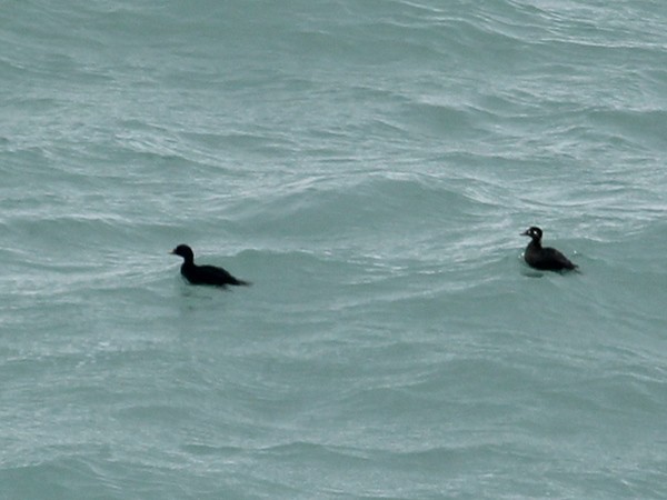 Macreuse à front blanc - ML644460256