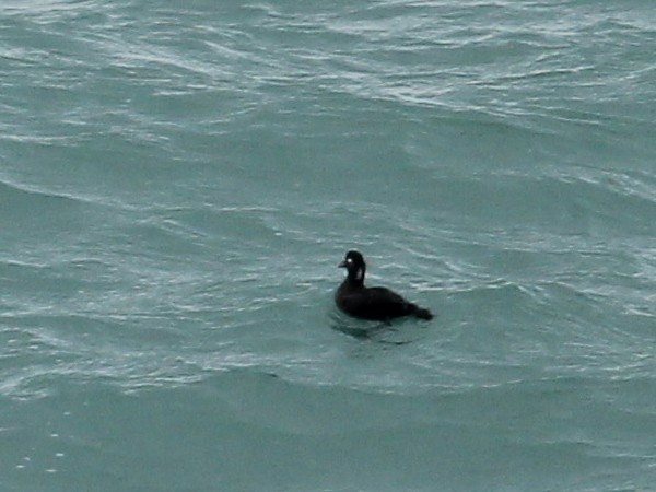 Macreuse à front blanc - ML644460257