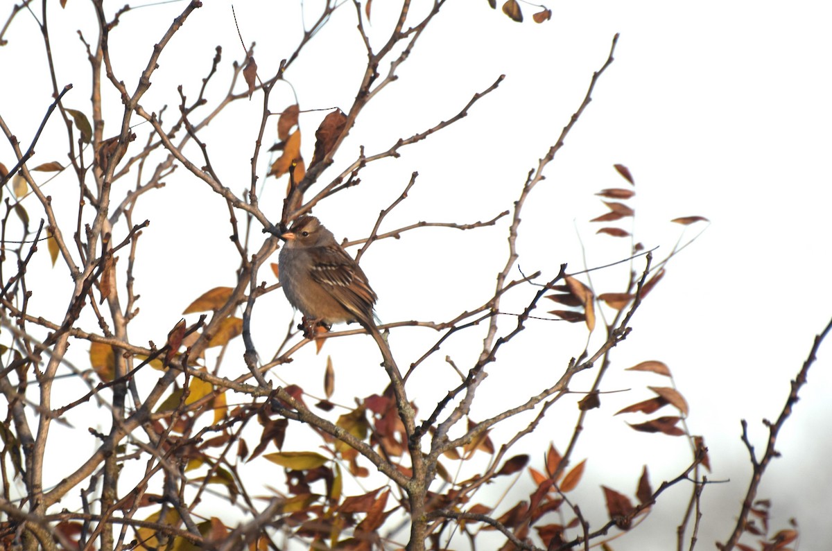 strnadec bělopásý - ML644460260