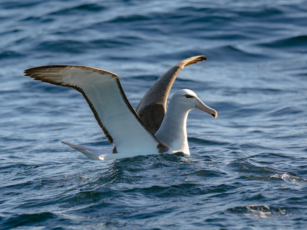 Salvin's Albatross - ML644460261