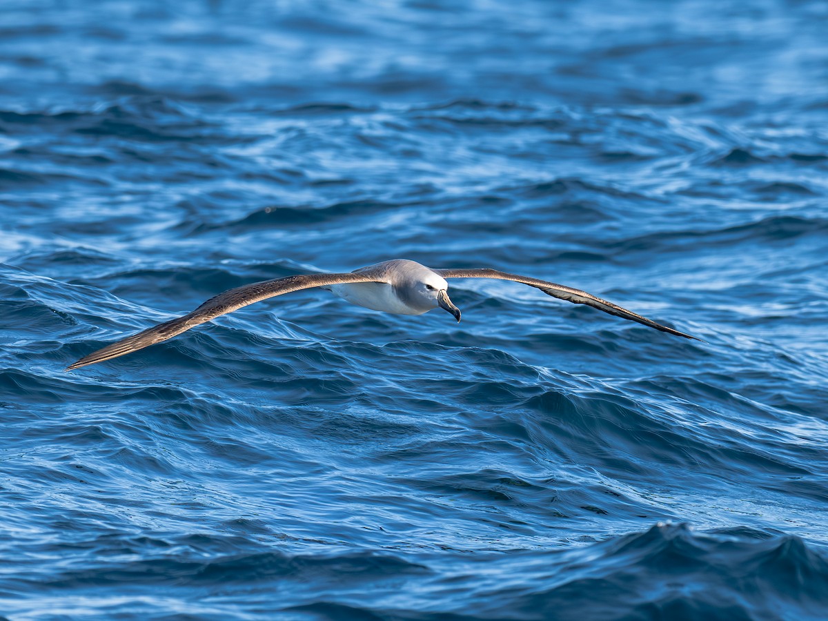 Salvin's Albatross - ML644460262