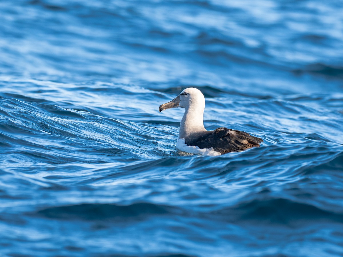Salvin's Albatross - ML644460263