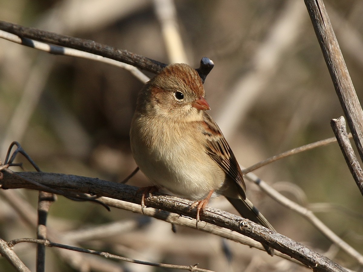 Field Sparrow - ML644460273