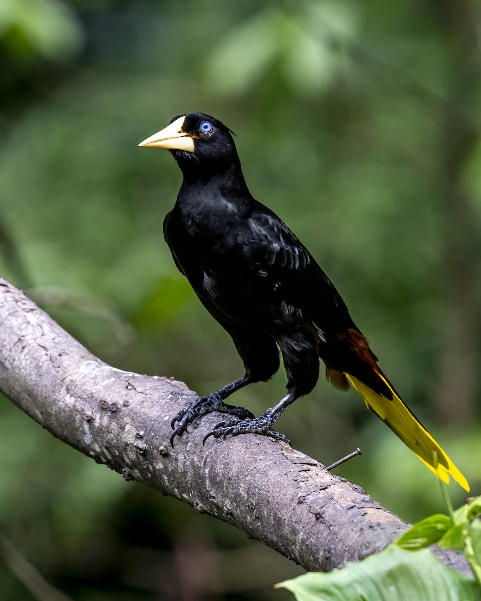 カンムリオオツリスドリ - ML644460277