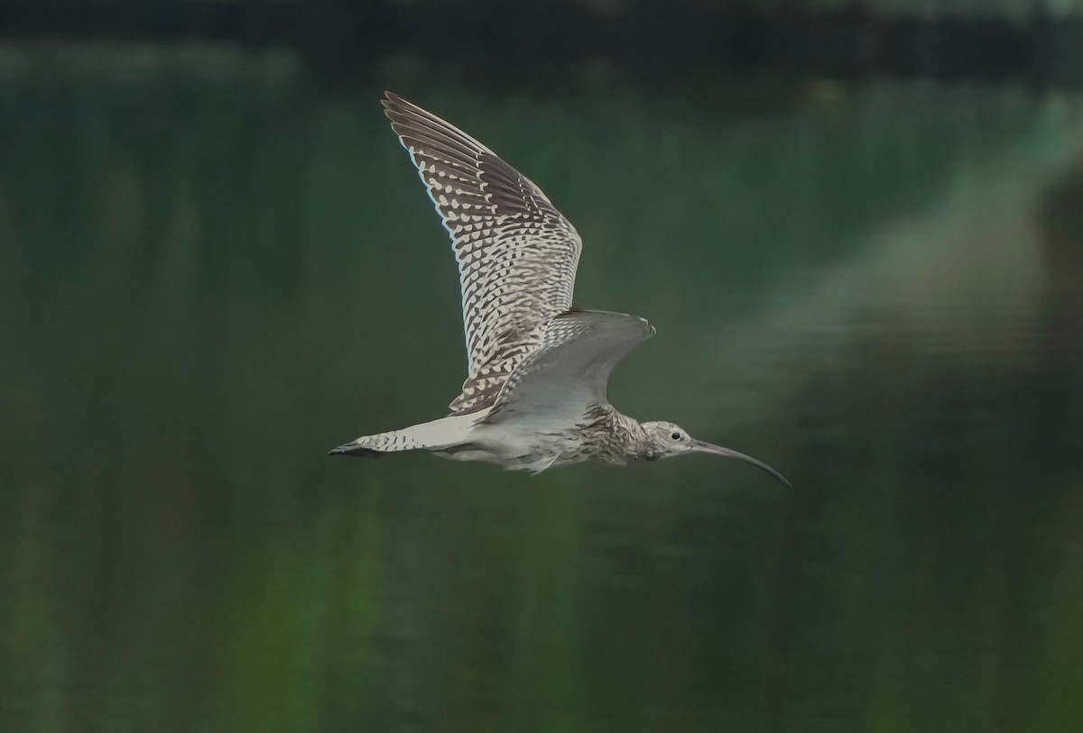 Eurasian Curlew - ML644460279