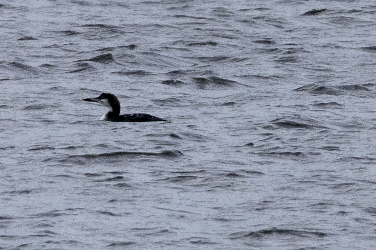 Common Loon - ML644460280