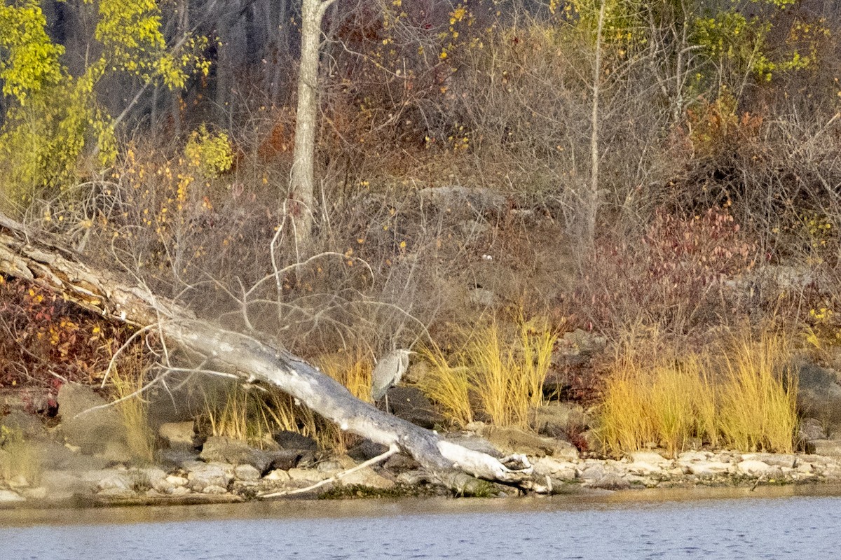 Great Blue Heron - ML644460291