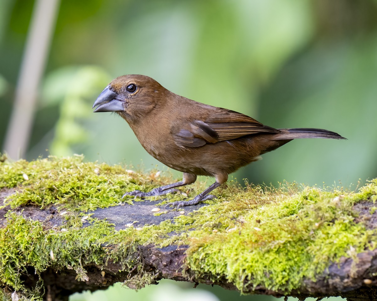 Blue-black Grosbeak - ML644460292