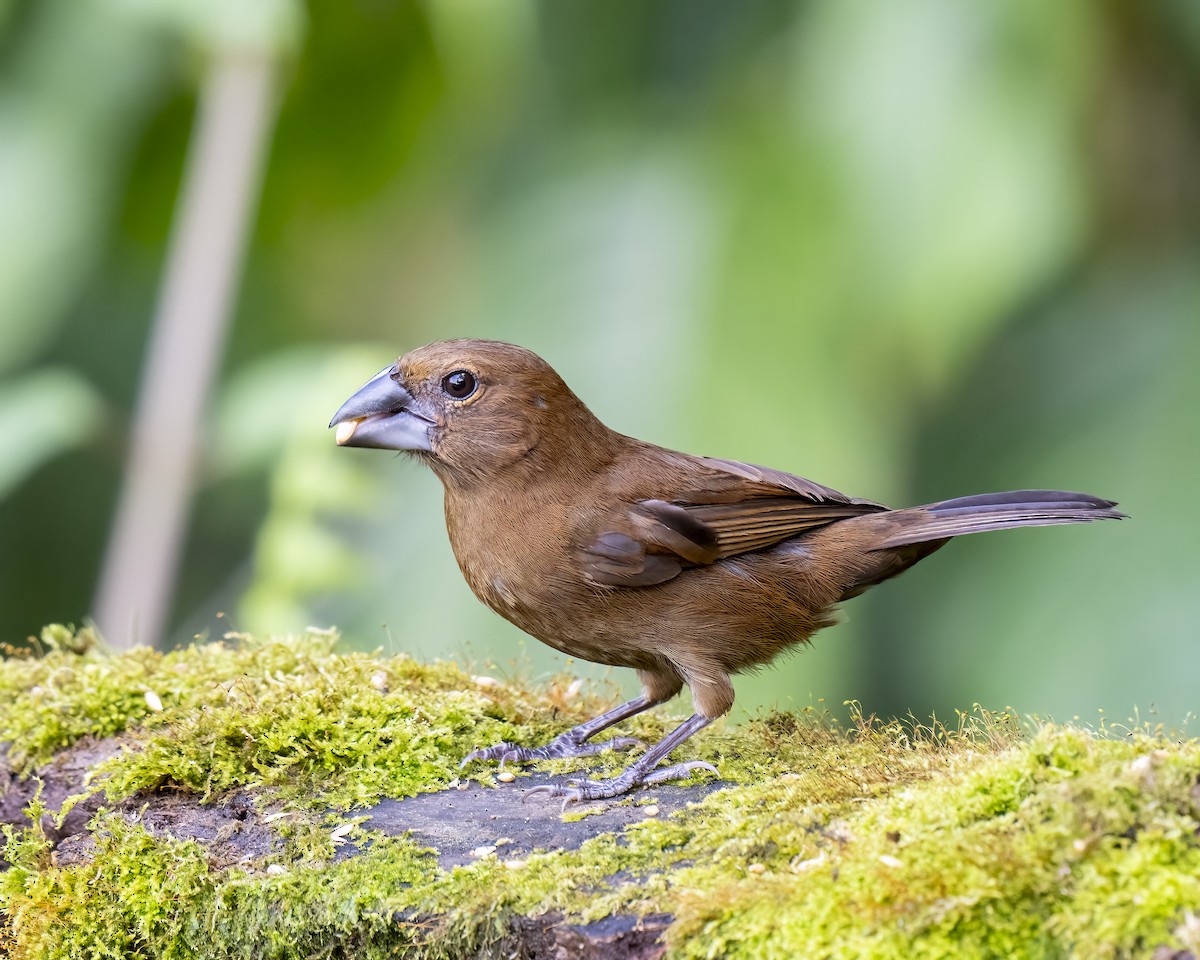 Blue-black Grosbeak - ML644460293