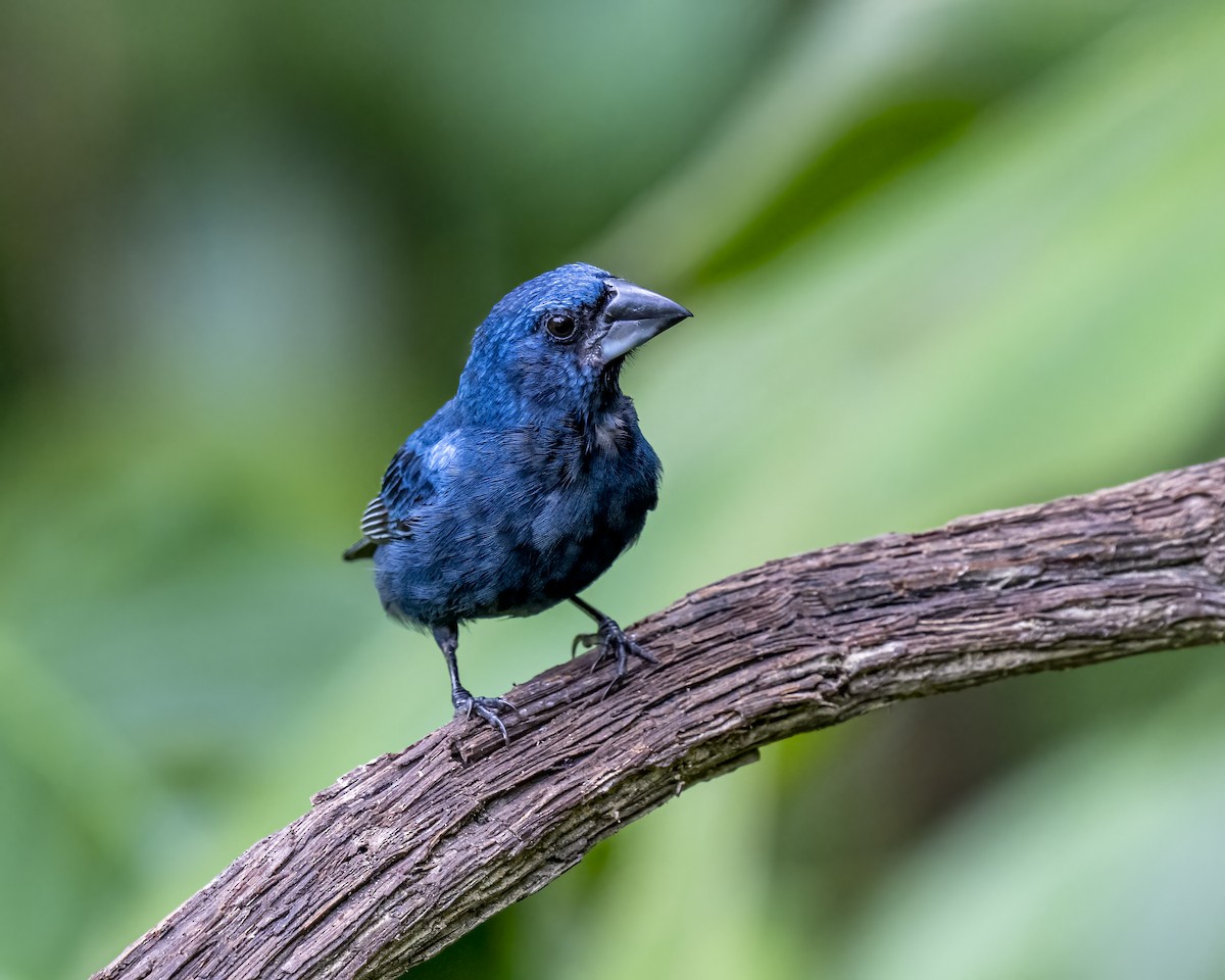 Blue-black Grosbeak - ML644460294