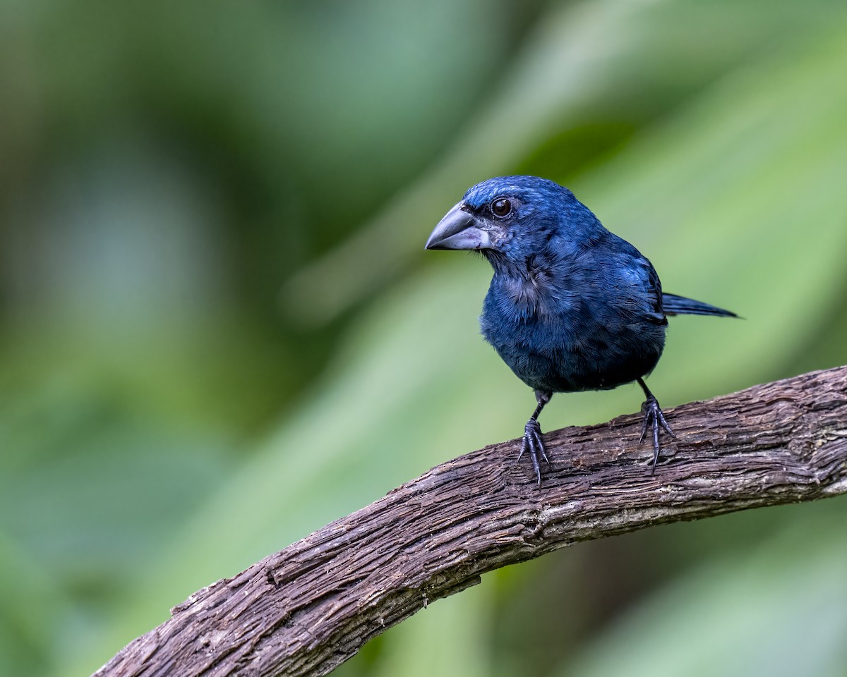 Blue-black Grosbeak - ML644460295