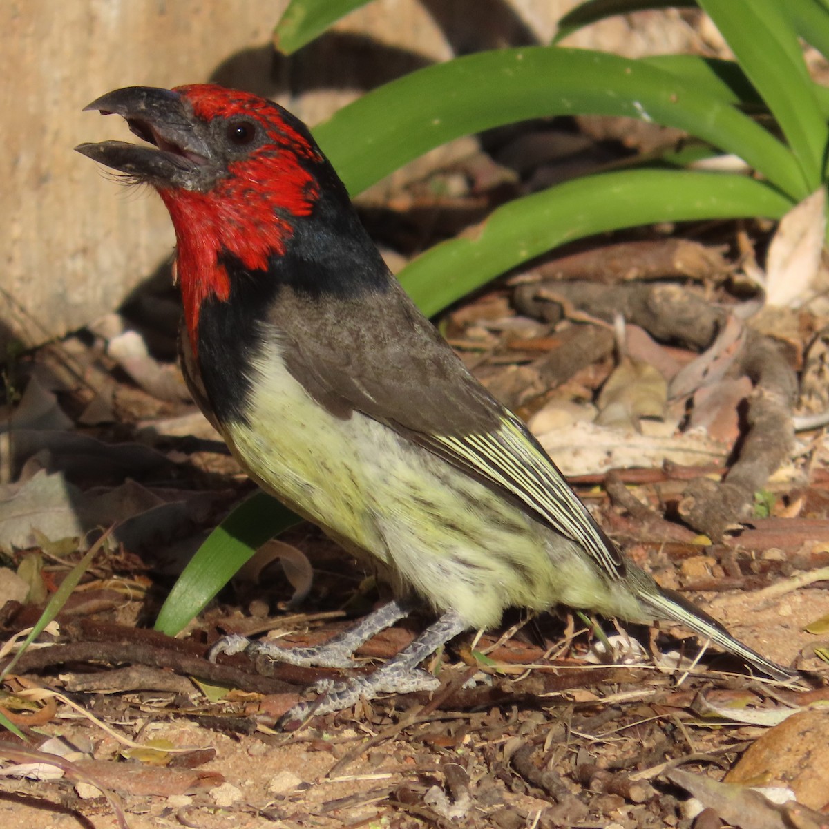 Kara Kolyeli Barbet - ML644460303