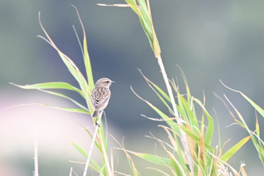 European Stonechat - ML644460308