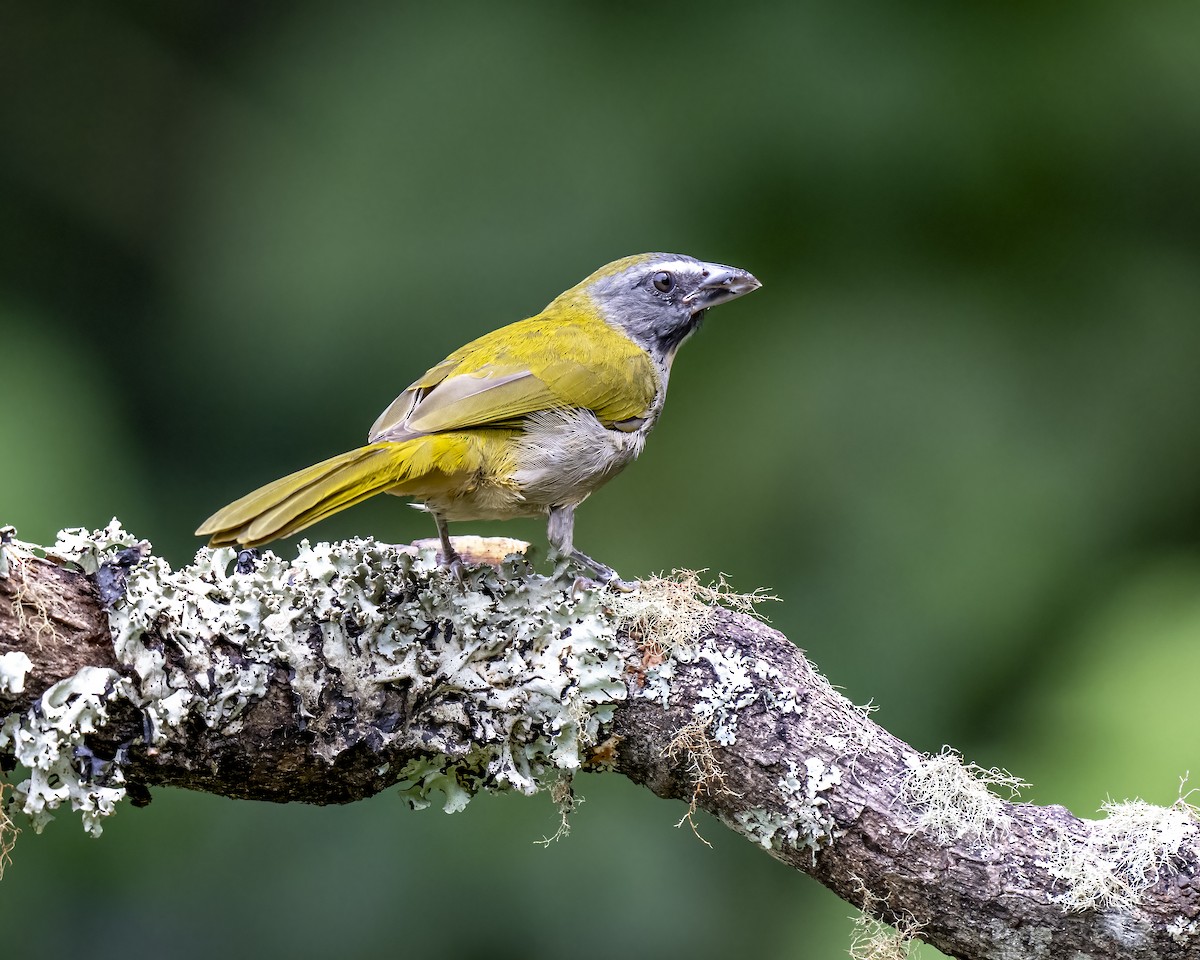 Buff-throated Saltator - ML644460310