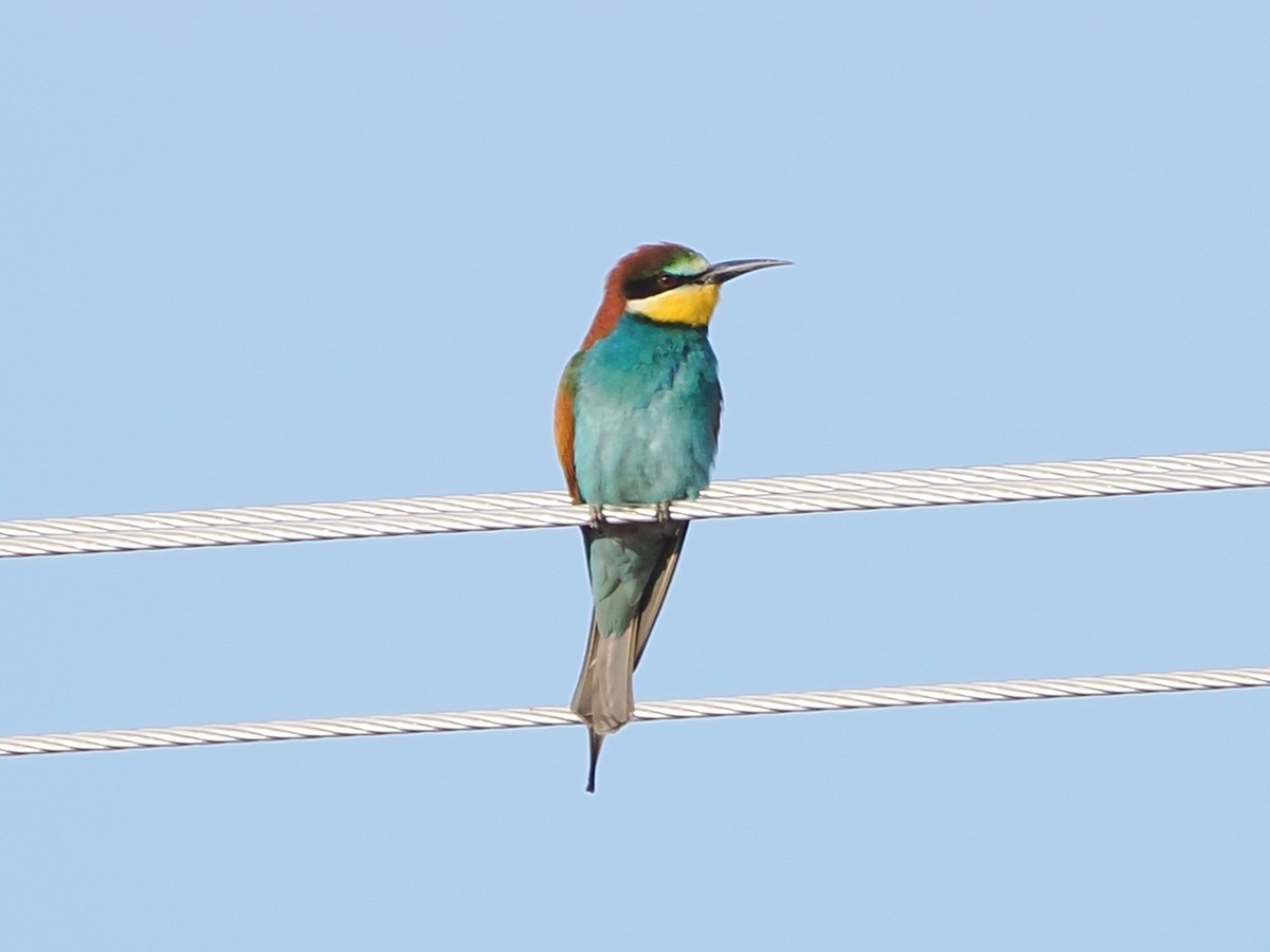 bieter - ML644460313