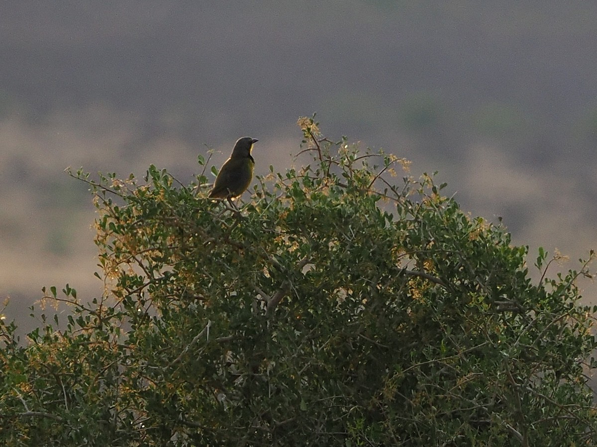 Bokmakierie - ML644460321