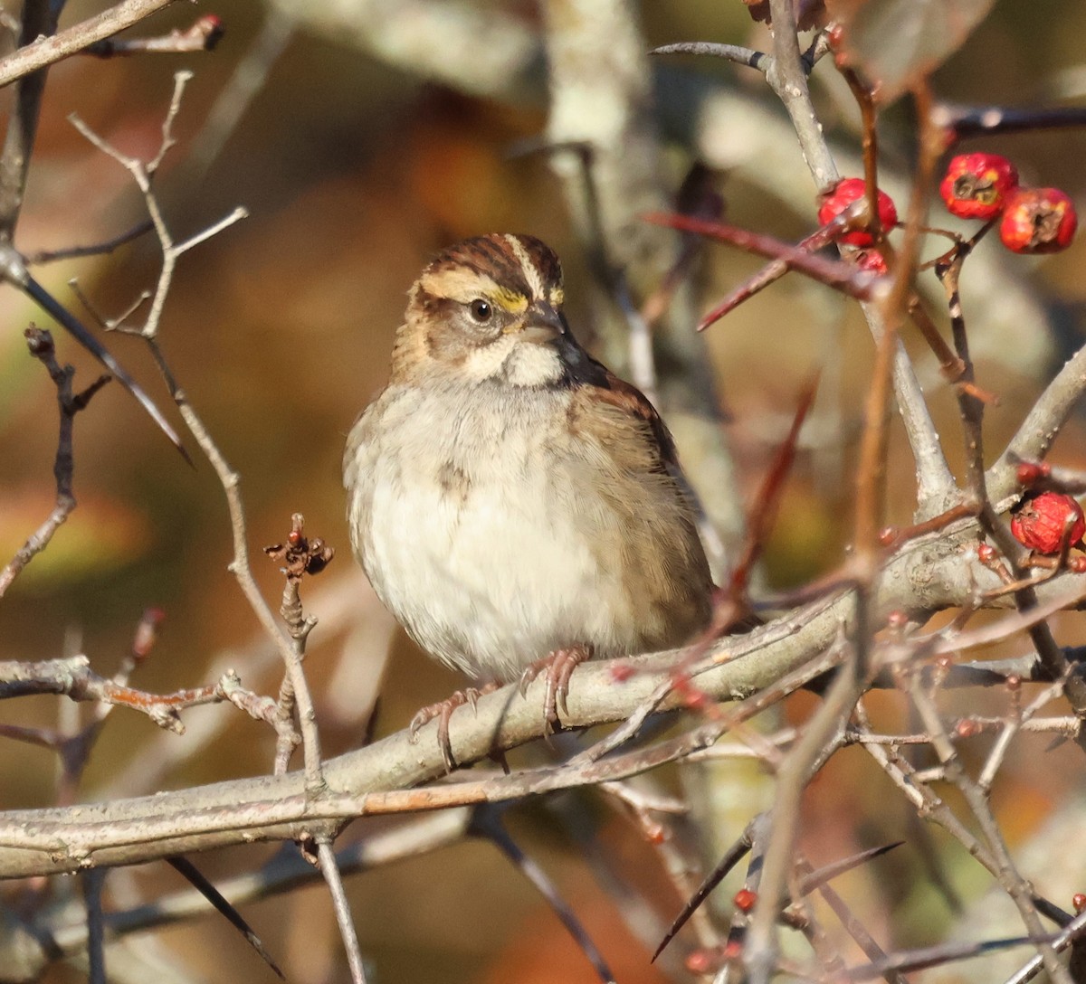 White-throated Sparrow - ML644460322