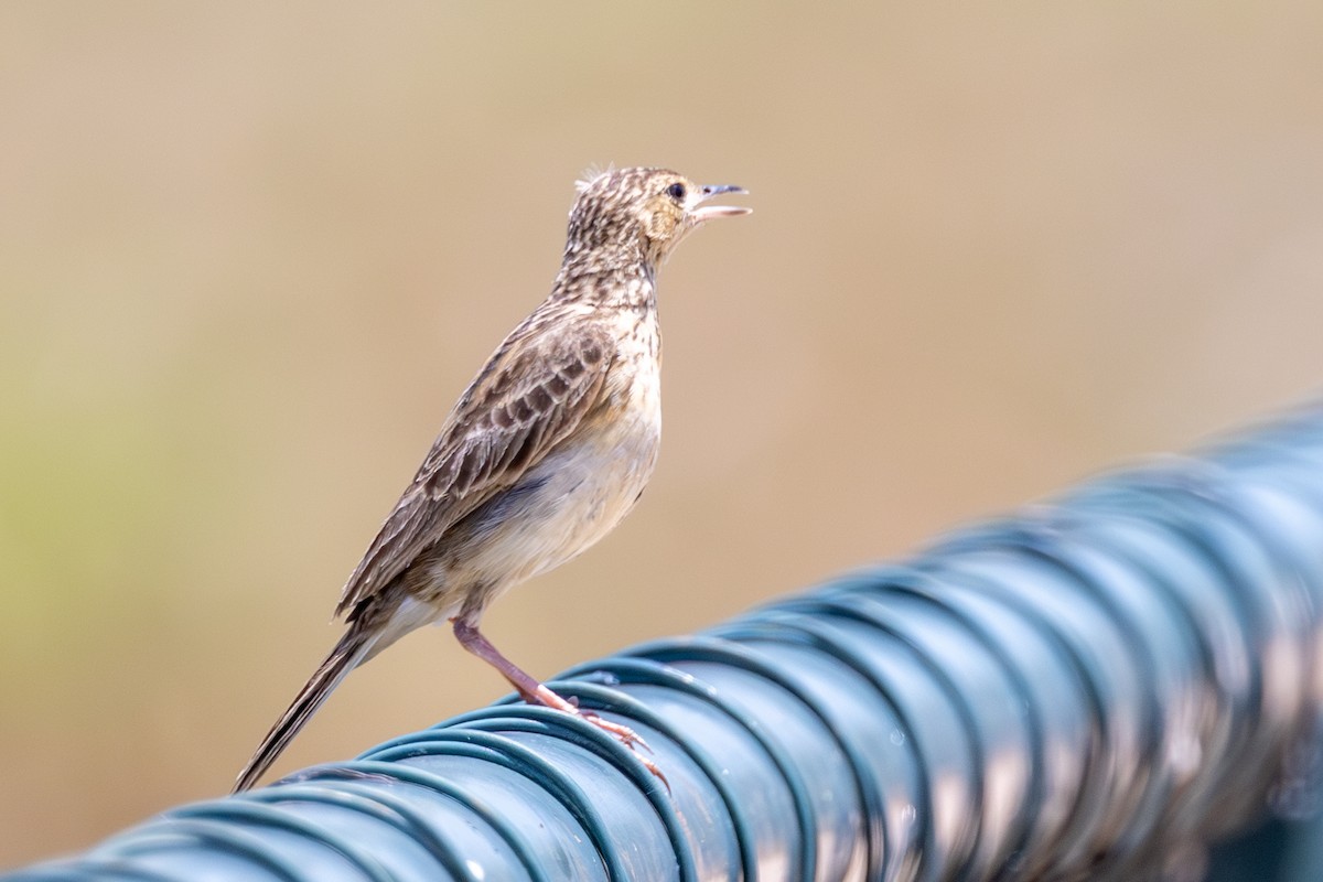 Yellowish Pipit - ML644460326