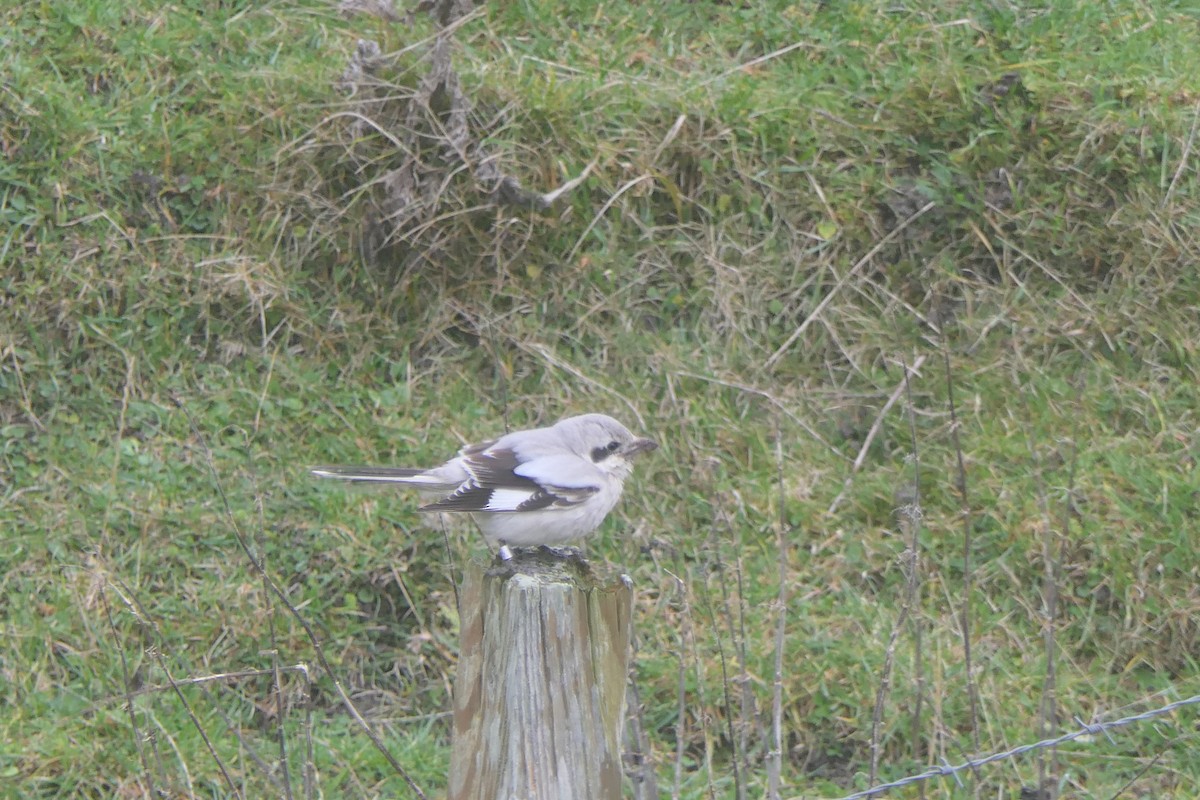 Серый сорокопут (pallidirostris) - ML644460330