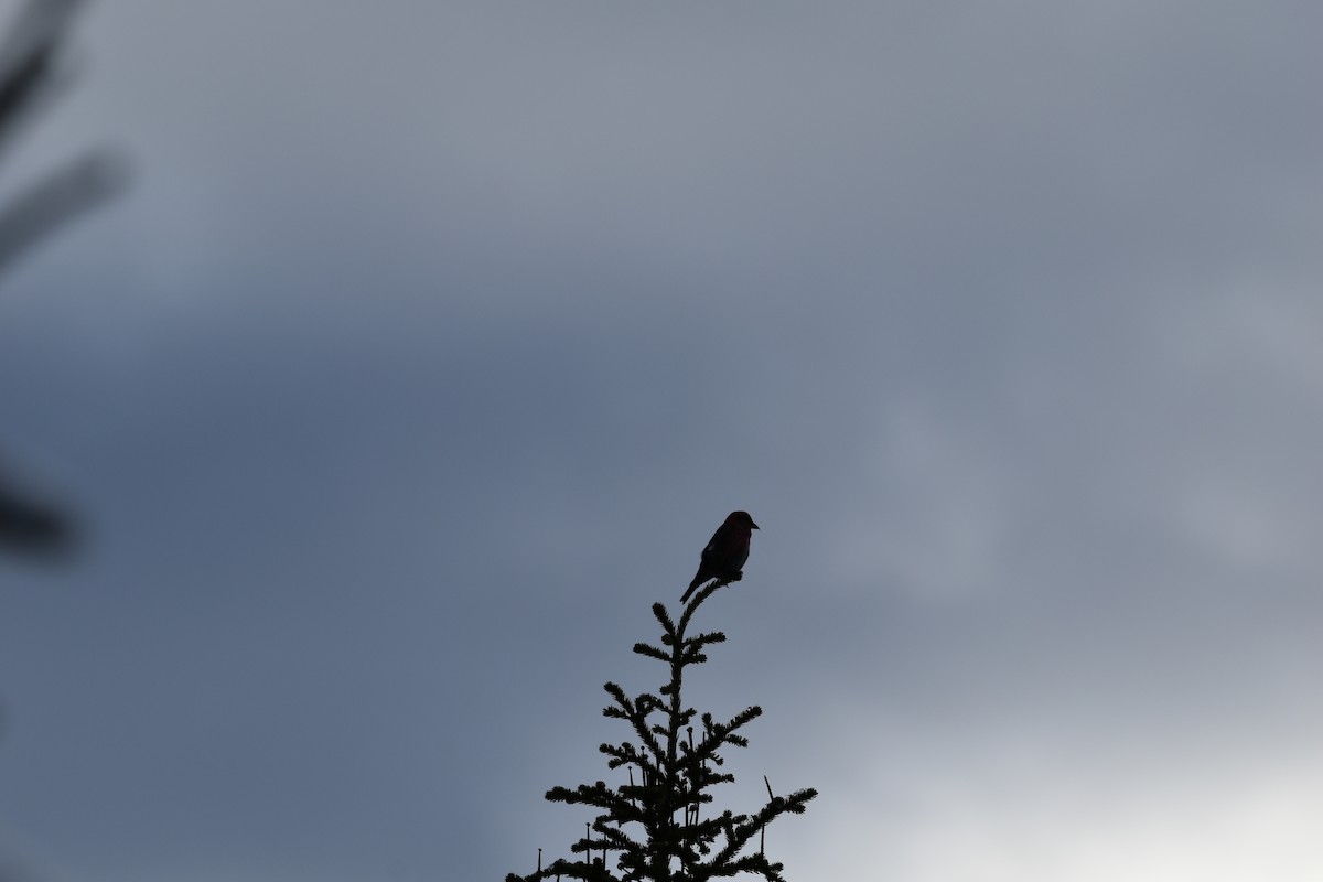 White-winged Crossbill - ML644460358