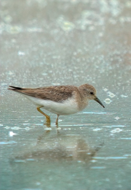 jespák obecný - ML644460366