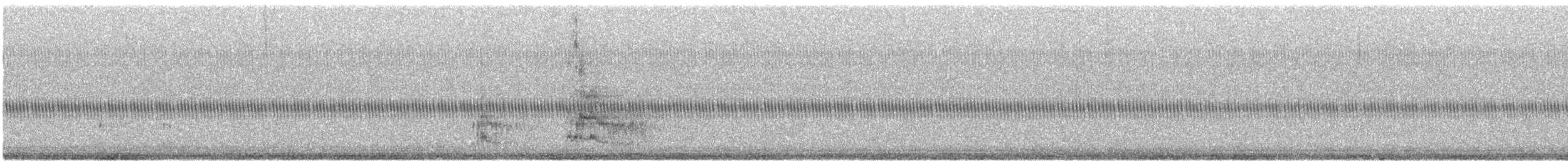 Amerikaschleiereule - ML644460382