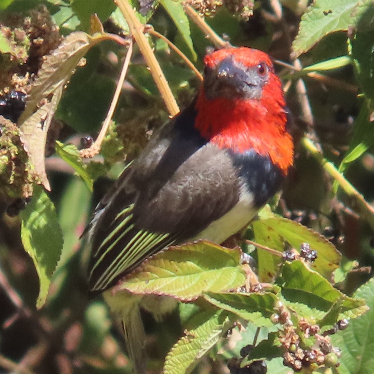 Kara Kolyeli Barbet - ML644460383